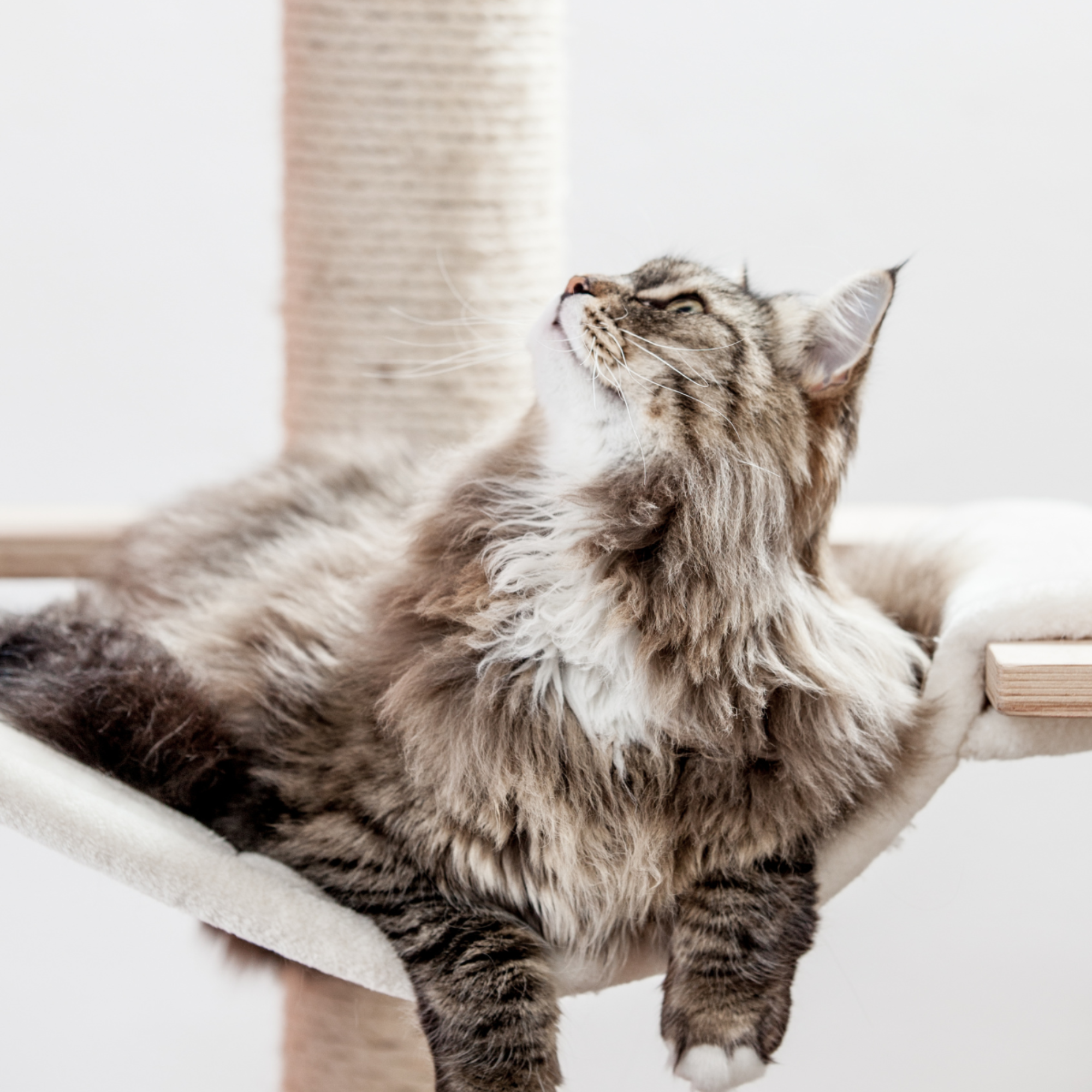 Arbre à chat avec hamac